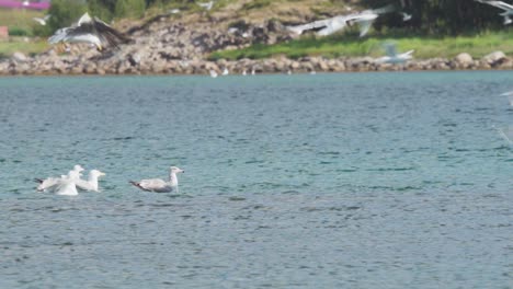 un grupo de gaviotas se sumerge en el océano en busca de comida.