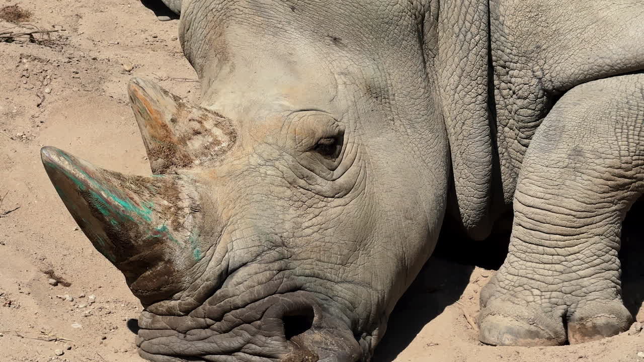 Rhinoceros resting in sandy habitat. A rhino relaxes in the sand, soaking up the sun on a warm afternoon, showcasing its unique features