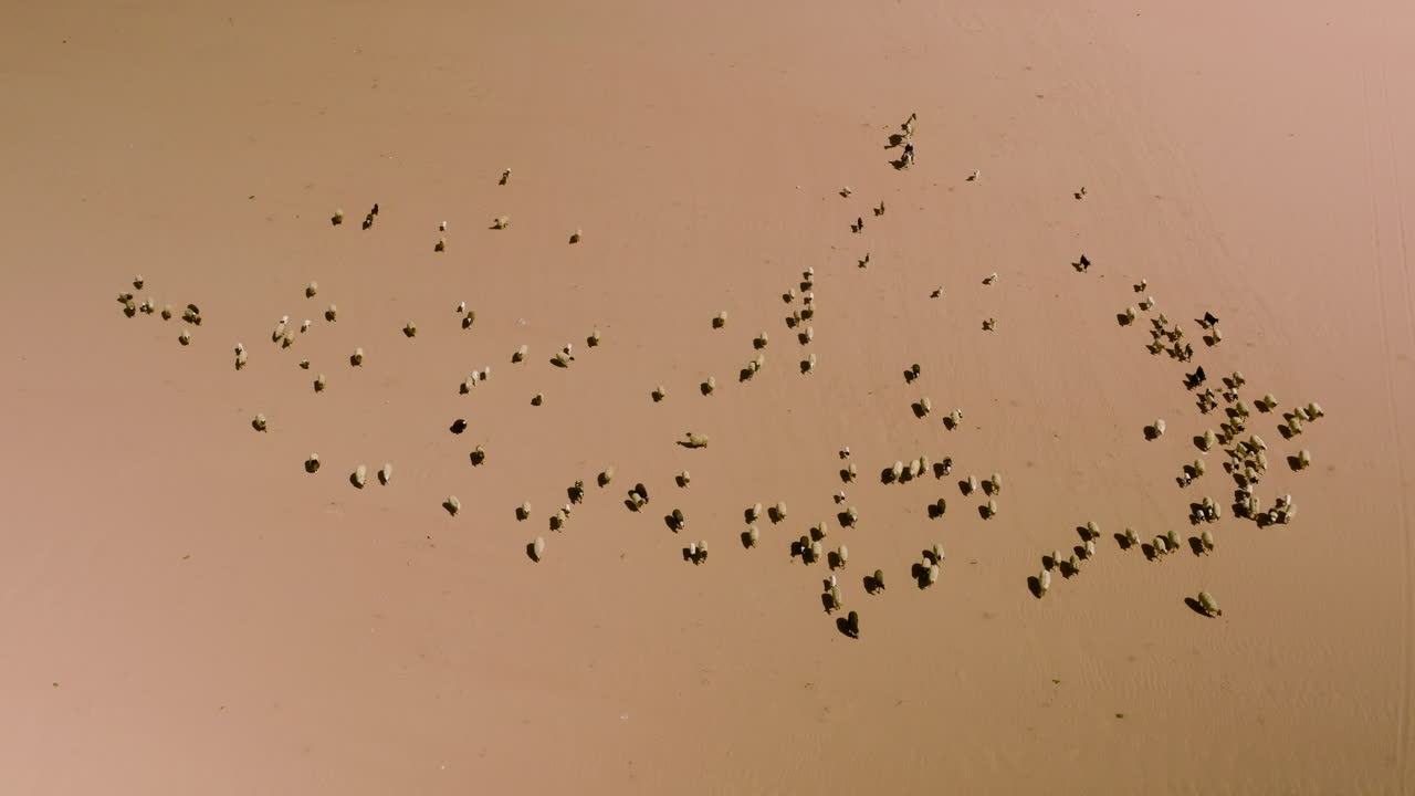 와디 럼에서 그의 양과 낙타와 함께 요르단 사막에서 베두인 유목 횡단