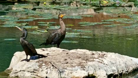 cerrar 2 cormoranes sentados en una roca al sol con nenúfares flotando en el fondo