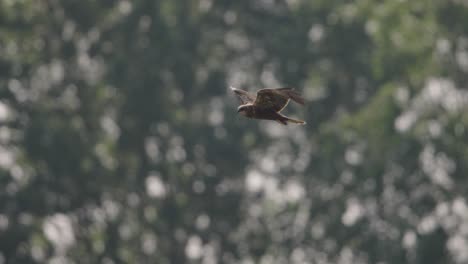 black kite in flight over trees