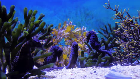 Seahorses-in-tank-sleeping-together