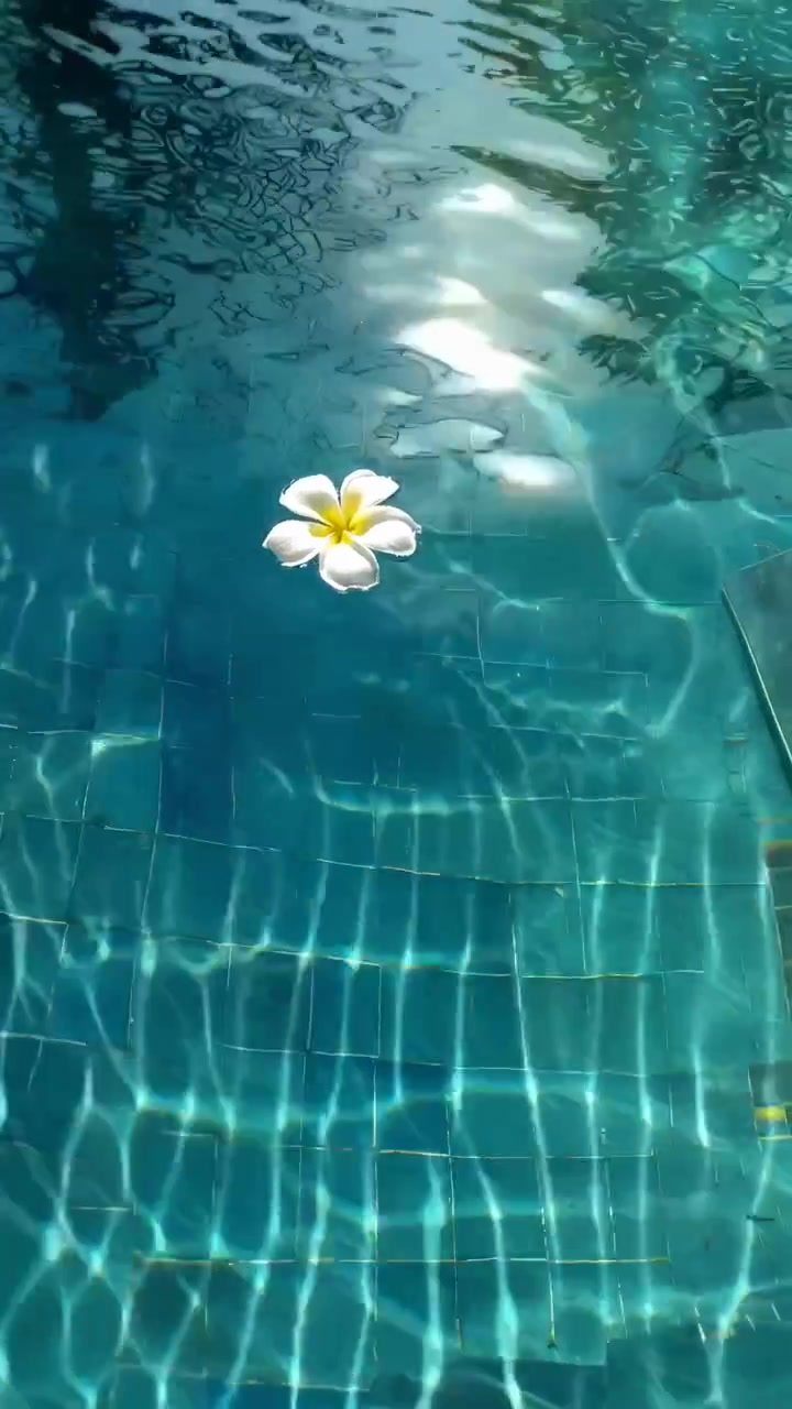Bunga Kamboja Putih Mengambang di Air Kolam Renang Biru dengan Pantulan Sinar Matahari