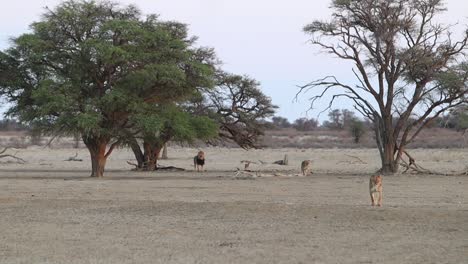 Tiro-Largo-De-León-Africano-Caminando-Desde-Un-árbol-De-Acacia-Sombreado-En-Kalahari