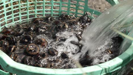 barro de limpieza de bulbos de castaña de agua, utilizado para hacer mermelada dulce