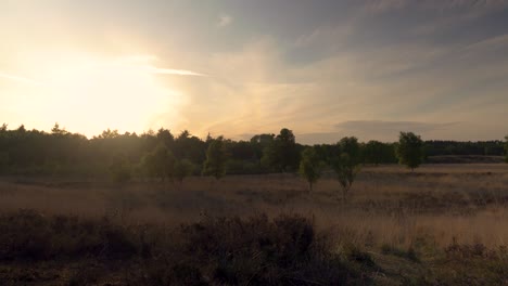 sunset over a heath