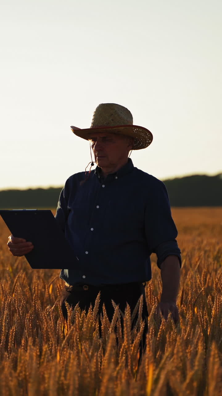 Farmer examines crop on field. Elderly caucasian male farmer is touching ears of wheat in field at sunset and looking in folder. Agriculture concept. Vertical video