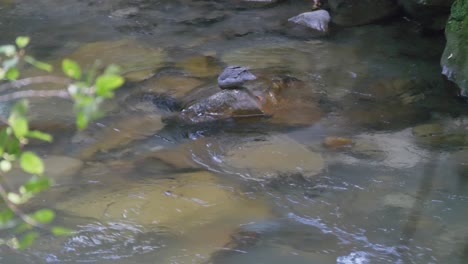 Pair-of-endangered-blue-duck-or-whio-feeding-and-swimming-in-a-pristine-river-in-New-Zealand