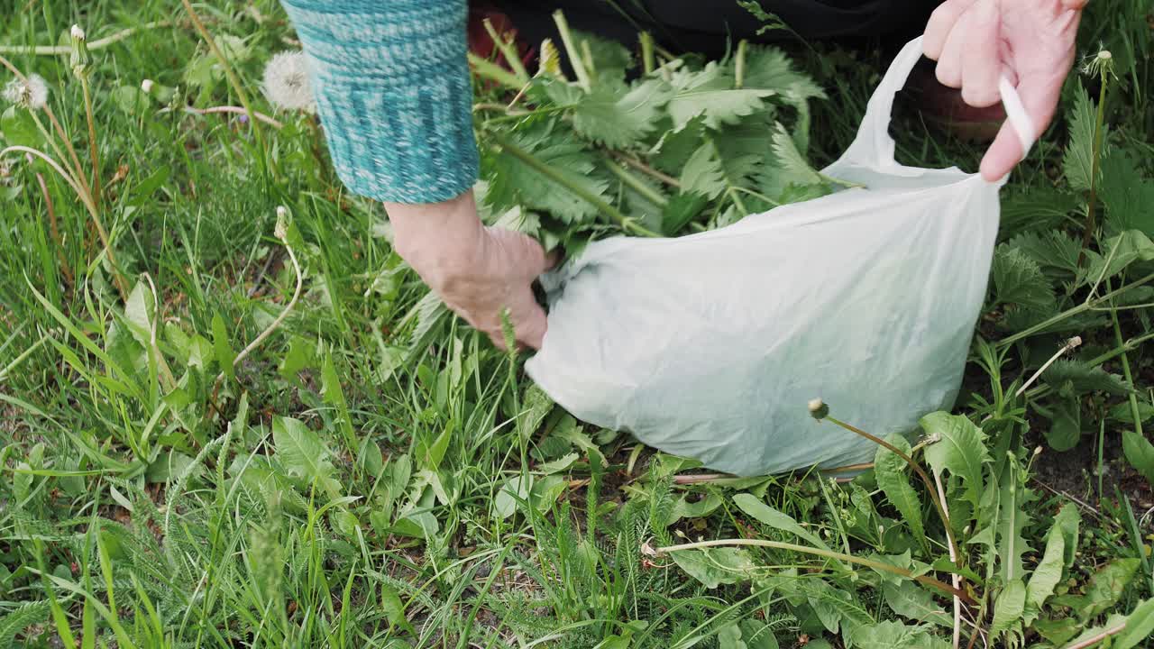 여자의 손은 여름에 시골에서 생분해성 비닐봉지에 고른 녹색 쐐기풀을 넣는다