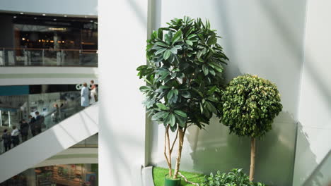 camera capturing a vibrant mall scene. the foreground features decorative plants, while the background shows an escalator with people moving about