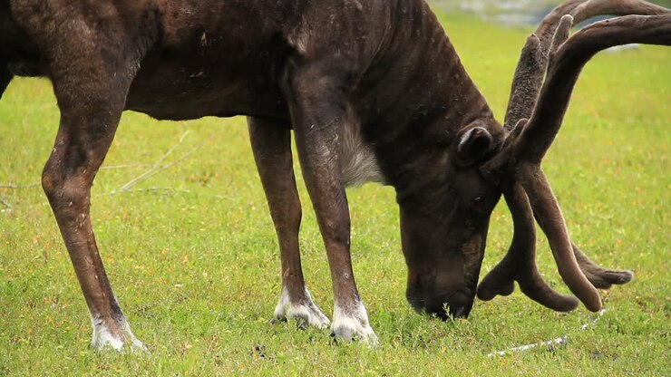 Un alce maschio cammina e mangia erba