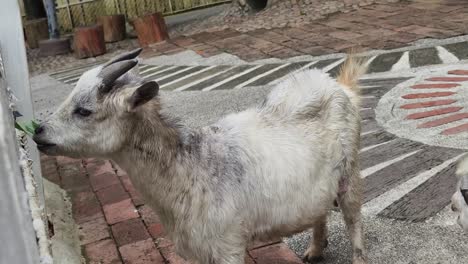 goat eating grass in a park