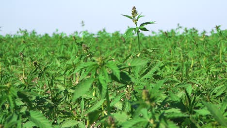 用于工业用途的技术大麻植物的田野 - 近距离拍摄