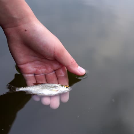 small fish in hand