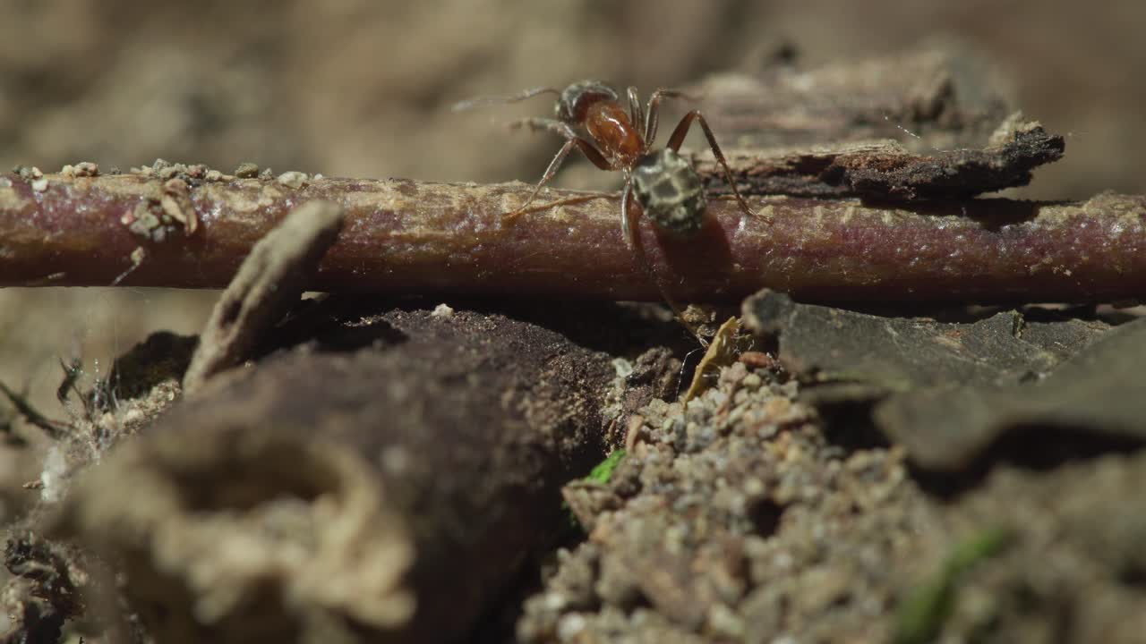 explorando el intrincado mundo de las hormigas en su hábitat natural durante una tarde soleada
