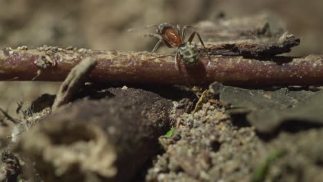 exploring the intricate world of ants in their natural habitat during a sunny afternoon