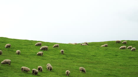 Herumlaufende-Schafherde