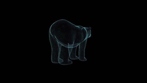 bear hologram wireframe. nice 3d animation on a black background with a seamless loop for futuristics projects