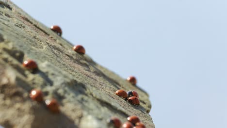 Viele-Bunte-Marienkäfer-Auf-Einem-Felsen