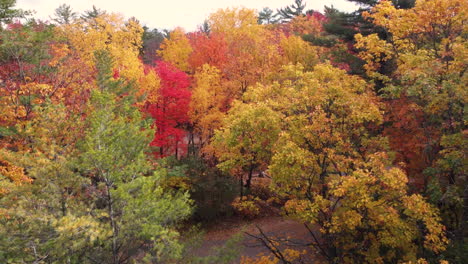 aerial landscape view of a colorful autumnal forest, with yellow red and orange trees foliage