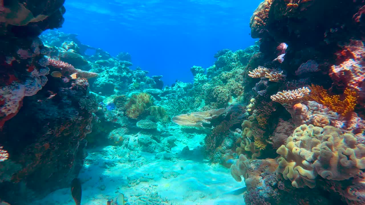 4k hdr submarino de la gran barrera de coral en queensland, australia en diciembre de 2022