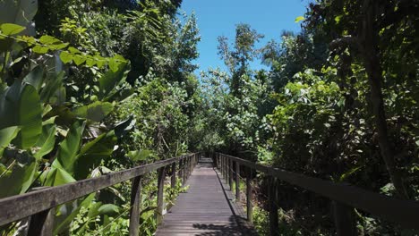 walkway through a lush tropical forest