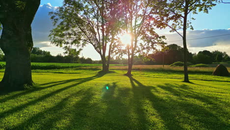 sunlit landscape with trees and long shadows