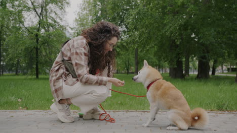 woman training shiba inu dog in park