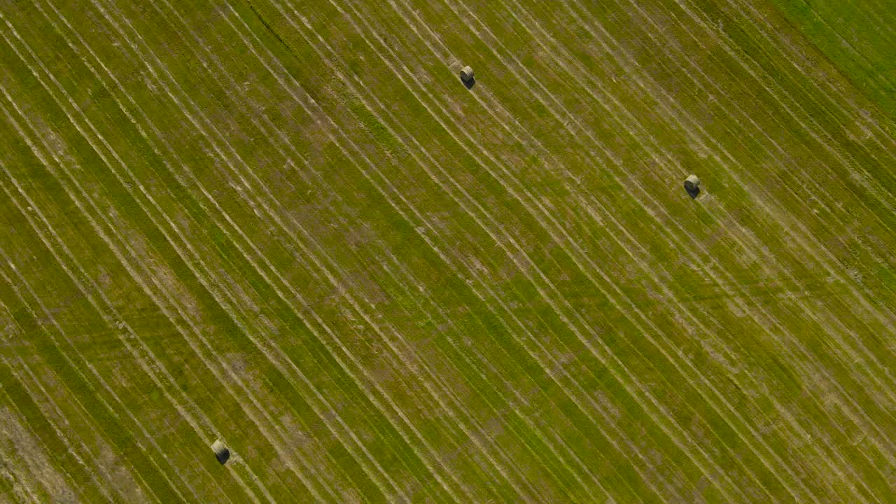 Top down aerial drone footage gliding and glying over freshly made hay bales or rolls on a green and yellow grassy farm field during a sunny summer day. Footage rising up revealing treeline in horizon