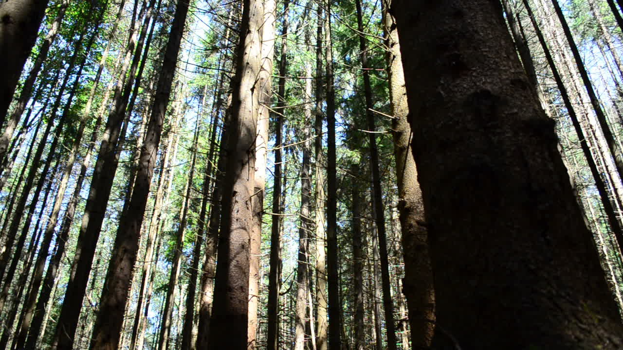 Tronchi di pini nel bosco. Riprese estive, turismo