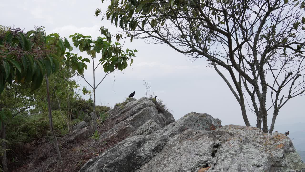 Black vulture bird on a rocky outcrop landscape mountainous hilly area tree vegetation