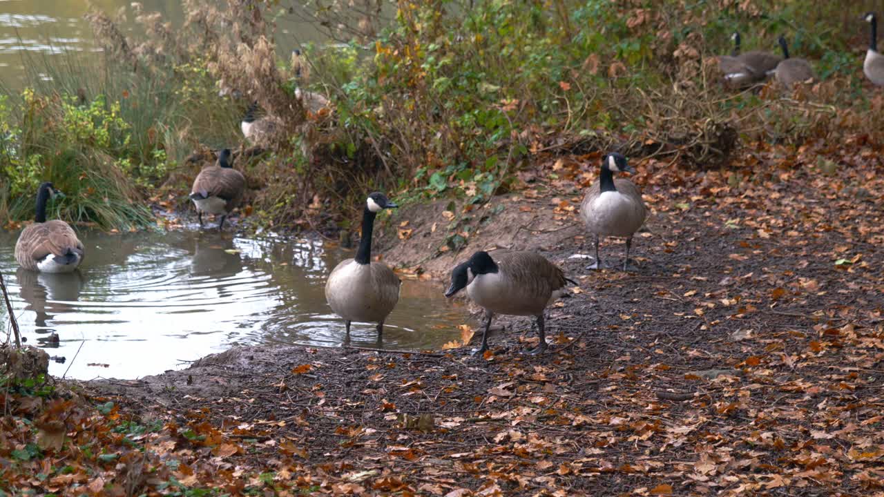 Flokk med kanadagjess som drikker og vasker seg i utkanten av en innsjø om høsten, omgitt av oransje blader på bakken