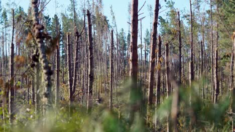 panning shot of leftovers of pine trees after a tropical storm on a sunny day