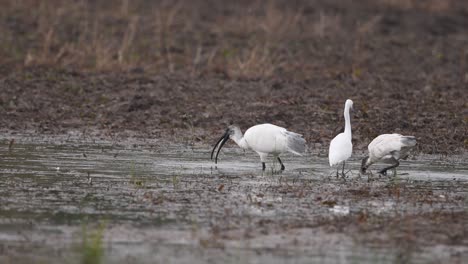 Ibis-De-Cabeza-Negra-Pescando-En-El-Estanque