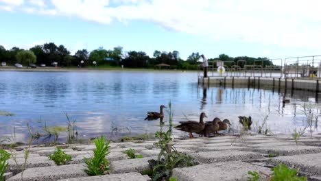 Grupo-De-Patos-Cerca-Del-Borde-Del-Agua-Afuera-En-La-Distancia