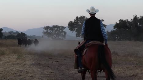 Die-Kamera-Folgt-Dem-Cowboy-Auf-Seinem-Pferd,-Während-Er-Das-Vieh-Vorwärts-Treibt