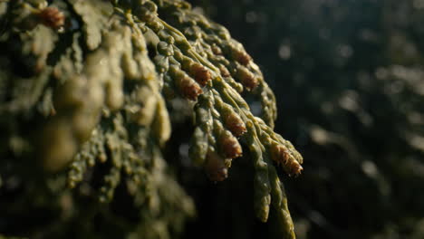 close up of a cedar tree swaying in the wind