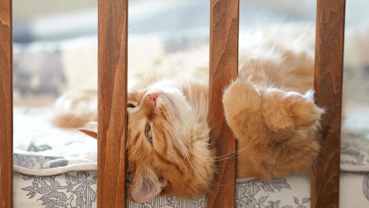 아기 침대에 누워있는 귀여운 생강 고양이. 털털한 애완동물이 침대 레일 사이에 머리를 습니다. 집에서 편안한 아침