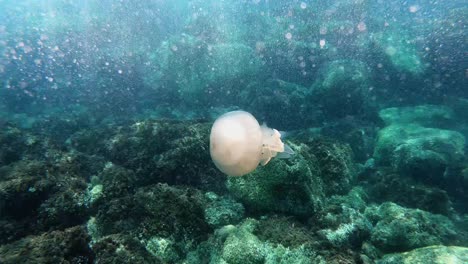 jellyfish hung among the bubbles