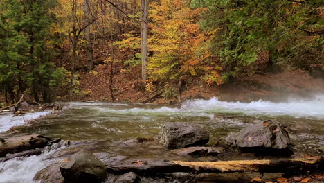 Swollen-river-in-the-forest-during-autumn,-fast-flowing-forest-stream