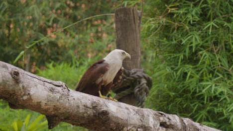 cometa brahmin o águila de mar de espalda roja sentada en una rama de árbol