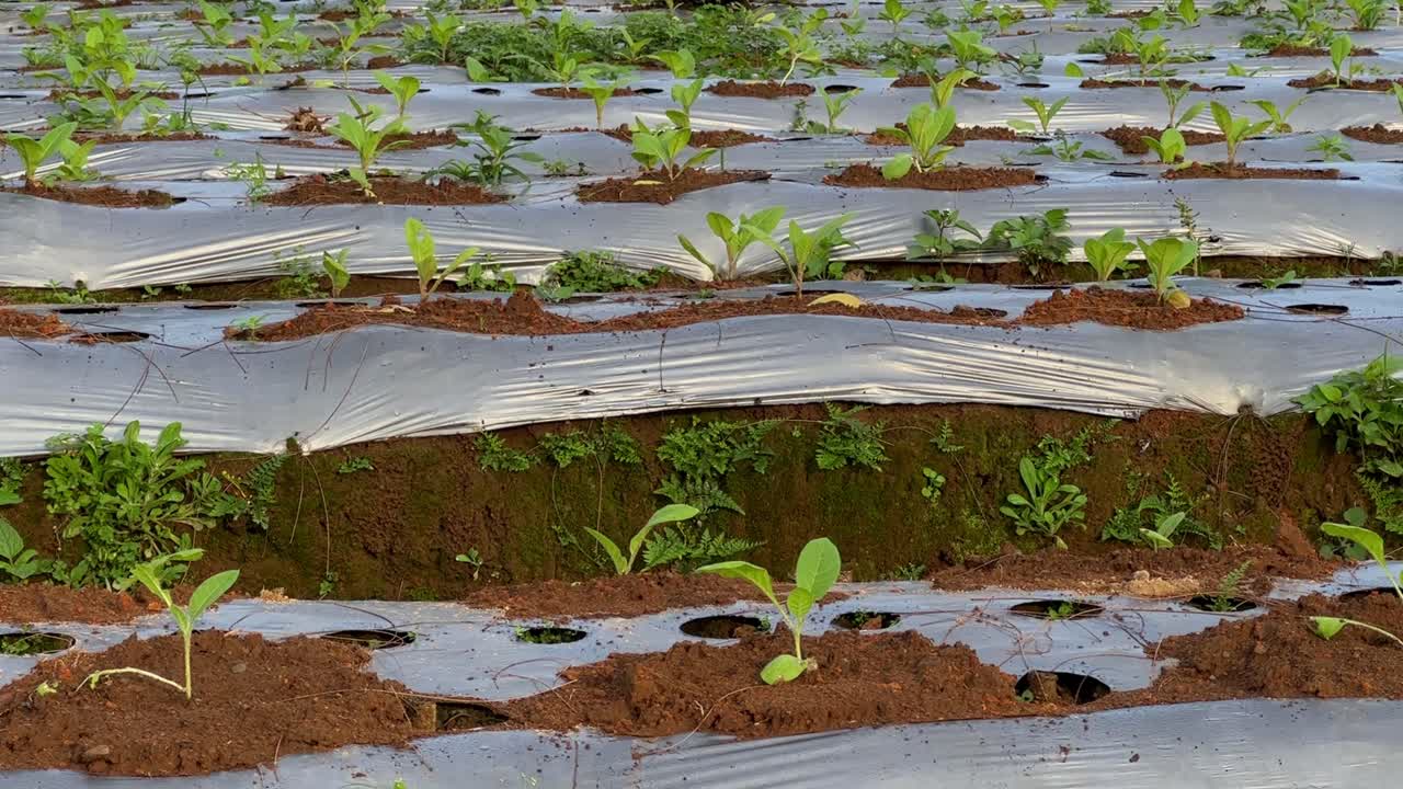 Bottom view young tobacco plants with small green leave on the field.