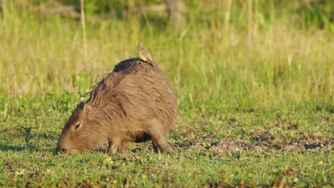 Schwangere-Caypara,-Hydrochoerus-Hydrochaeris,-Die-Auf-Grünem-Gras-Am-Flussufer-Suchen,-Mit-Einem-Kleinen-Viehtyrann,-Machetornis-Rixosa,-Der-Oben-Sitzt-Und-An-Einem-Sonnigen-Nachmittag-Im-Pantanal-Brasilien-Wegfliegt