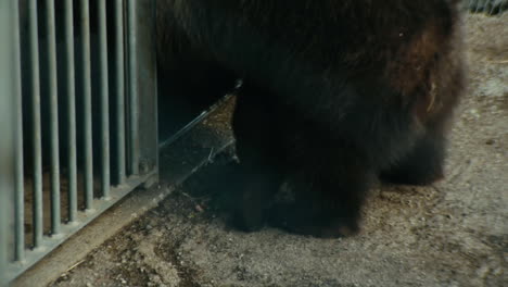 bear cub caressed by his mother. stockholm, sweden.