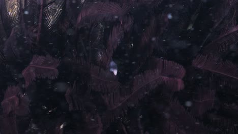 a shy ocean eel hides and finds shelter in a patch of vibrant purple crinoid feather stars