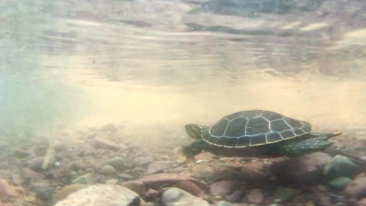 An underwater shot of a baby turtle swimming through shallow water