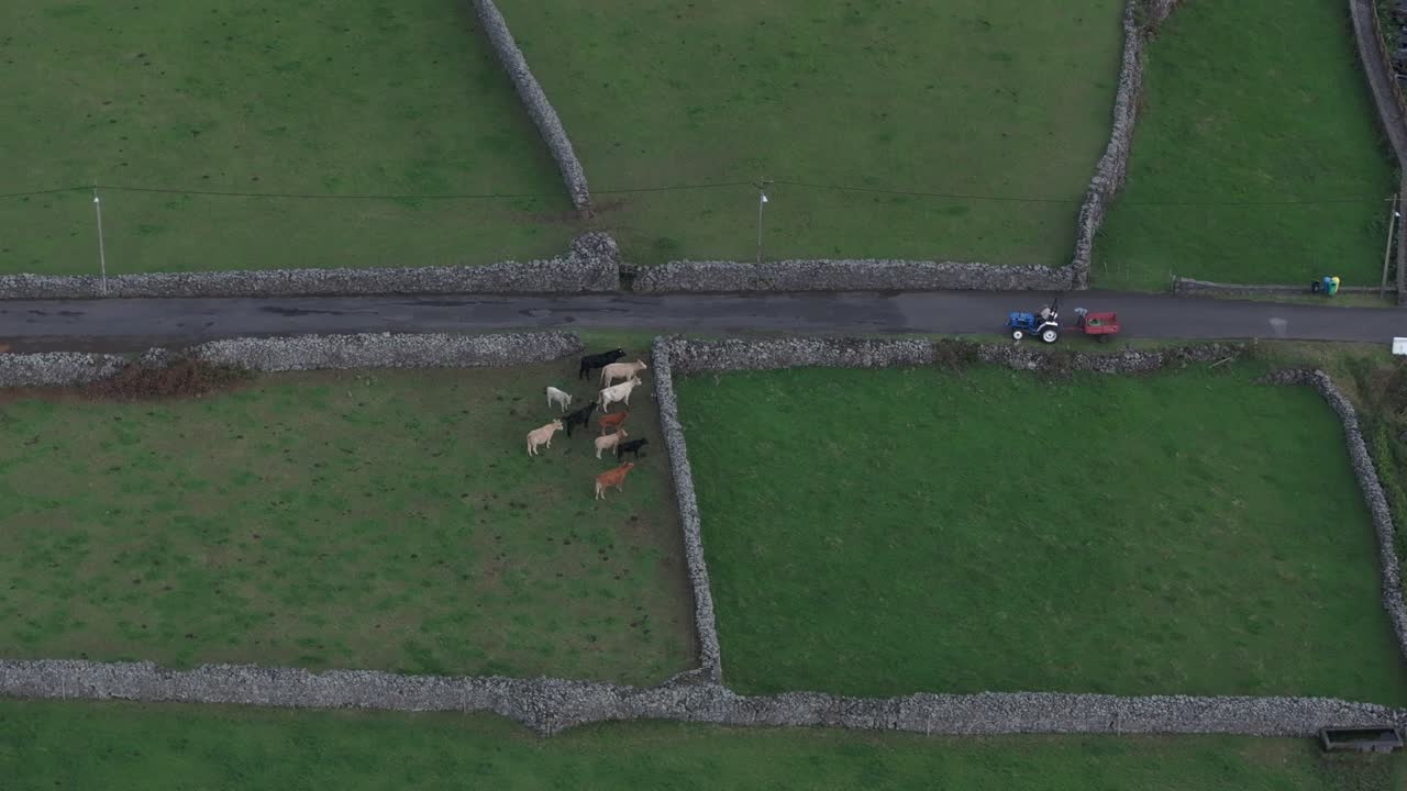 아조레스 섬 의 초록 잔디 에 서 있는 소 한 무리 의 위상 - 드론 으로 찍은 사진