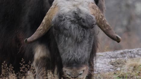 Muskox-(Ovibos-moschatus,-in-Latin-musky-sheep-ox),-also-spelled-musk-ox-and-musk-ox,-plural-muskoxen-or-musk-oxen-is-a-hoofed-mammal-of-the-family-Bovidae.