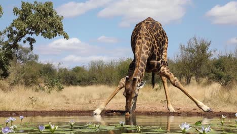 wide shot of a giraffe standing up again after drinking, greater kruger