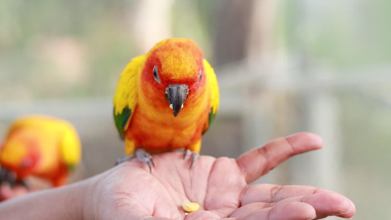 다채로운 무새가 사람의 손에서 먹고 있다